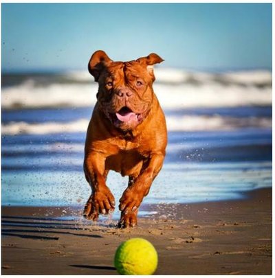 Dogue de Bordeaux - photo 5