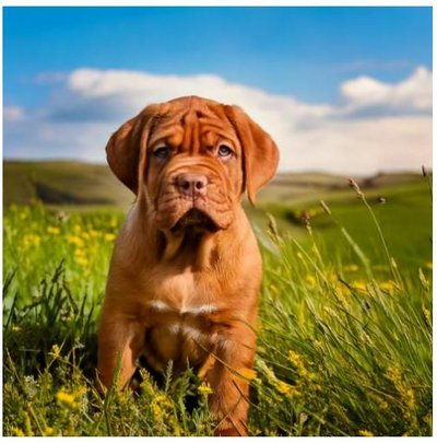 Dogue de Bordeaux - photo 6
