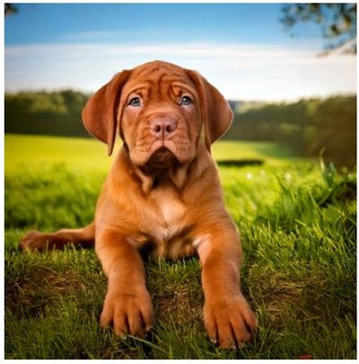 Dogue de Bordeaux - photo 9