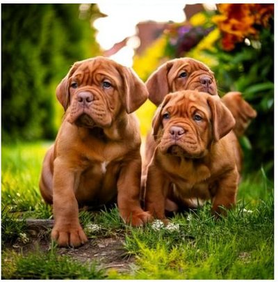 Dogue de Bordeaux - photo 10