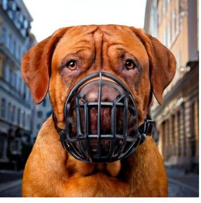 Dogue de Bordeaux - photo 3