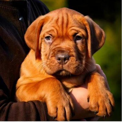 Dogue de Bordeaux - photo 17