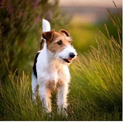 Fox Terrier - photo 1