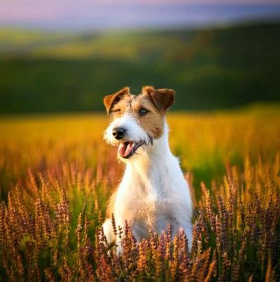 Fox Terrier - photo 2