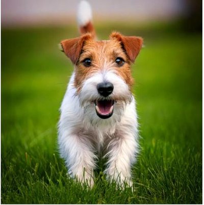 Fox Terrier - photo 3