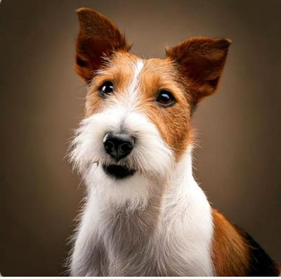 Fox Terrier - photo 6