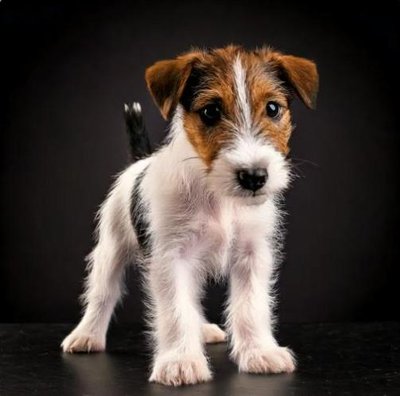 Fox Terrier - photo 7