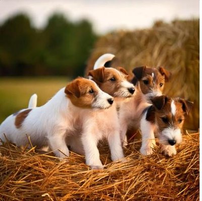 Fox Terrier - photo 8