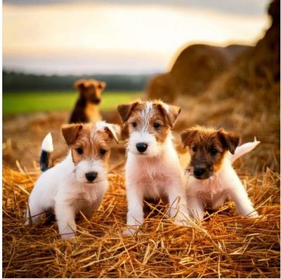Fox Terrier - photo 9