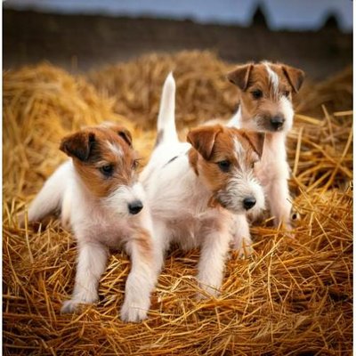 Fox Terrier - photo 10