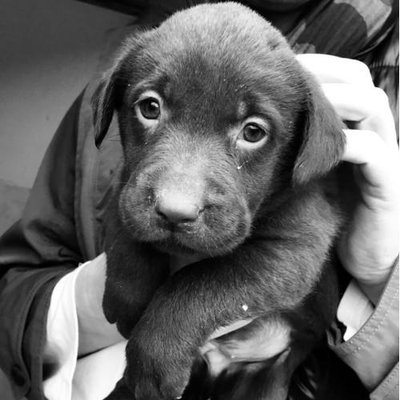 Labrador Retriever - photo 17