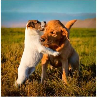 Fox Terrier - photo 13