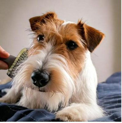 Fox Terrier - photo 15
