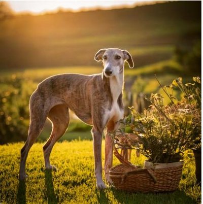 Greyhound - photo 1