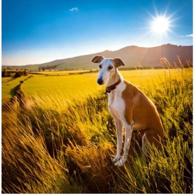 Greyhound - photo 3
