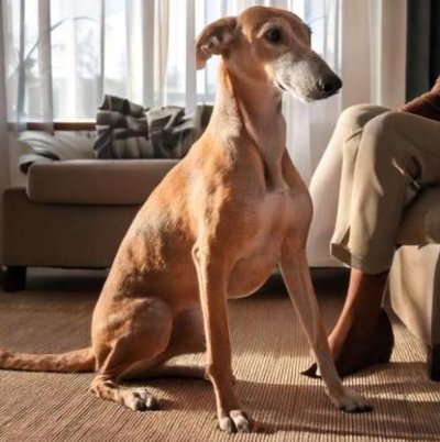 Greyhound - photo 5