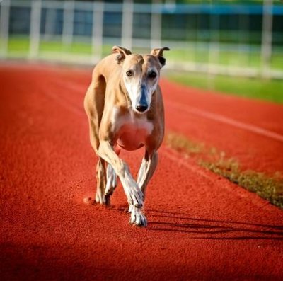 Greyhound - photo 4