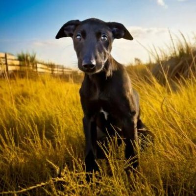 Greyhound - photo 6