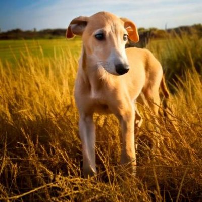 Greyhound - photo 7