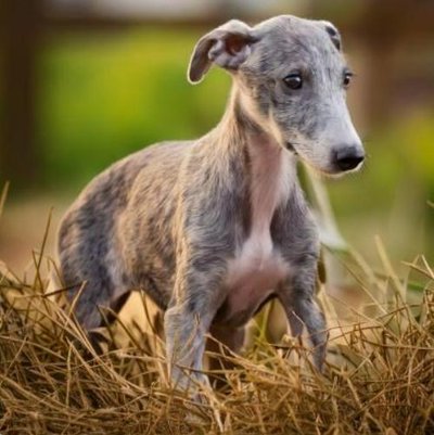 Greyhound - photo 8