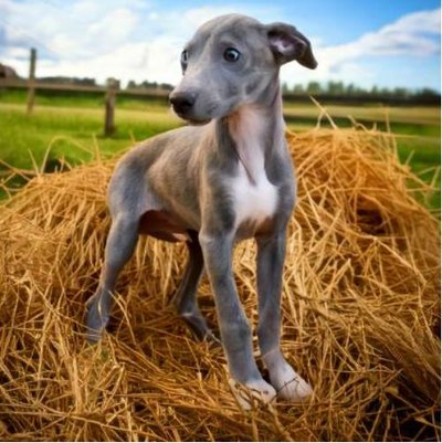 Greyhound - photo 10