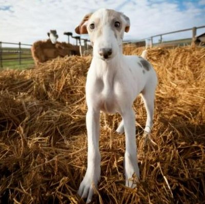 Greyhound - photo 9