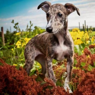 Greyhound - photo 11