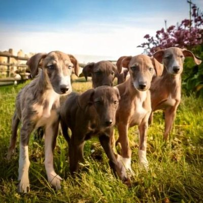 Greyhound - photo 12