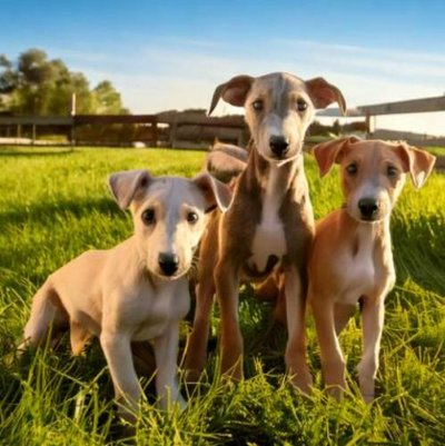 Greyhound - photo 13