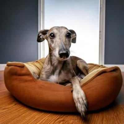 Greyhound - photo 15