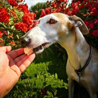 Greyhound - photo 16