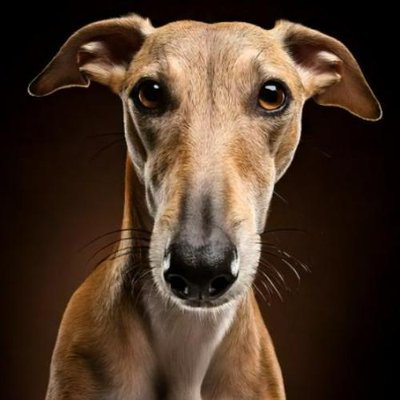 Greyhound - photo 17
