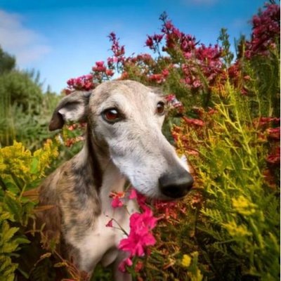 Greyhound - photo 18