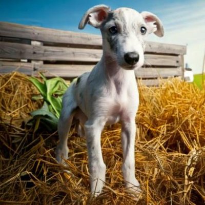 Greyhound - photo 20