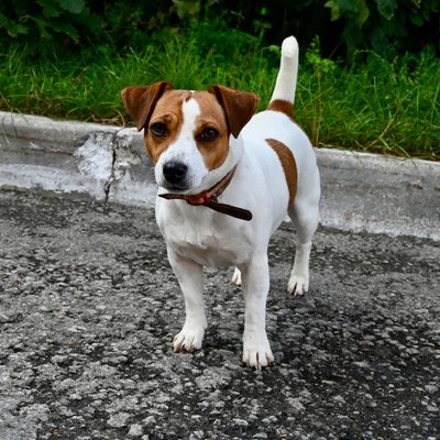 Jack Russell - Condition de vie du Jack Russel