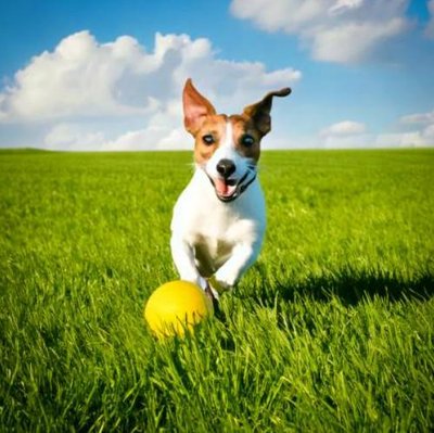 Jack Russell - photo 4