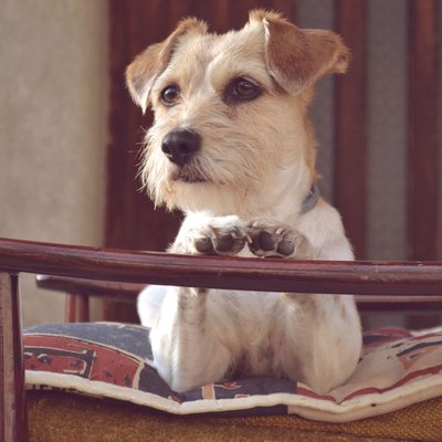 Jack Russell