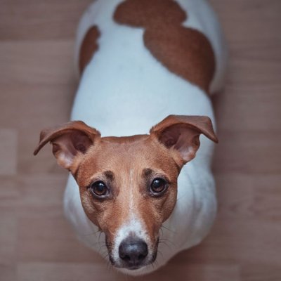 Jack Russell