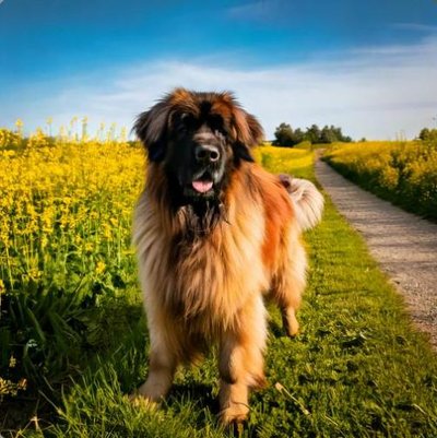 Leonberg - photo 1