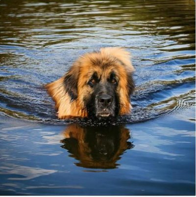 Leonberg - photo 4