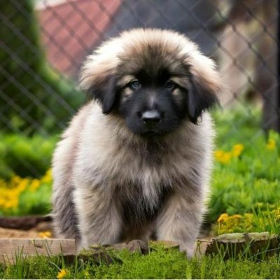 Leonberg - photo 9