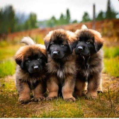 Leonberg - photo 12