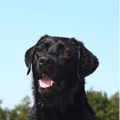 Labrador Retriever - photo 6