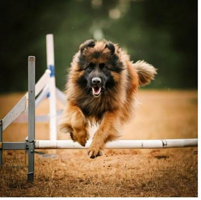 Leonberg - photo 20