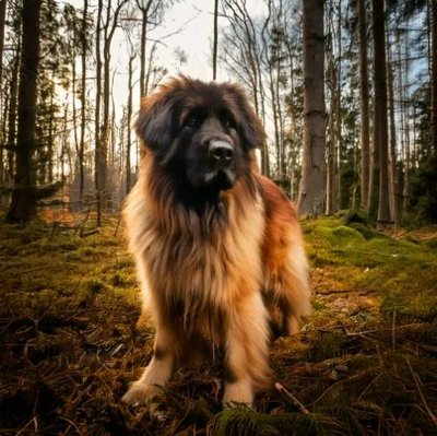 Leonberg - photo 3