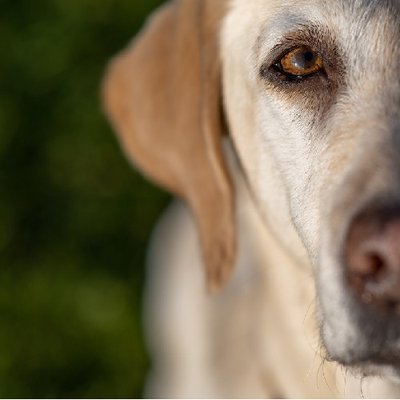 Labrador Retriever - photo 19