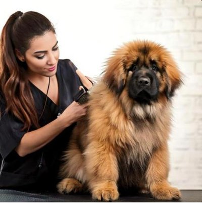 Leonberg - photo 18