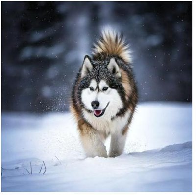 Malamute d'Alaska - photo 1