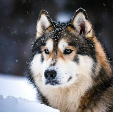 Malamute d'Alaska - photo 2