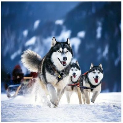 Malamute d'Alaska - photo 4